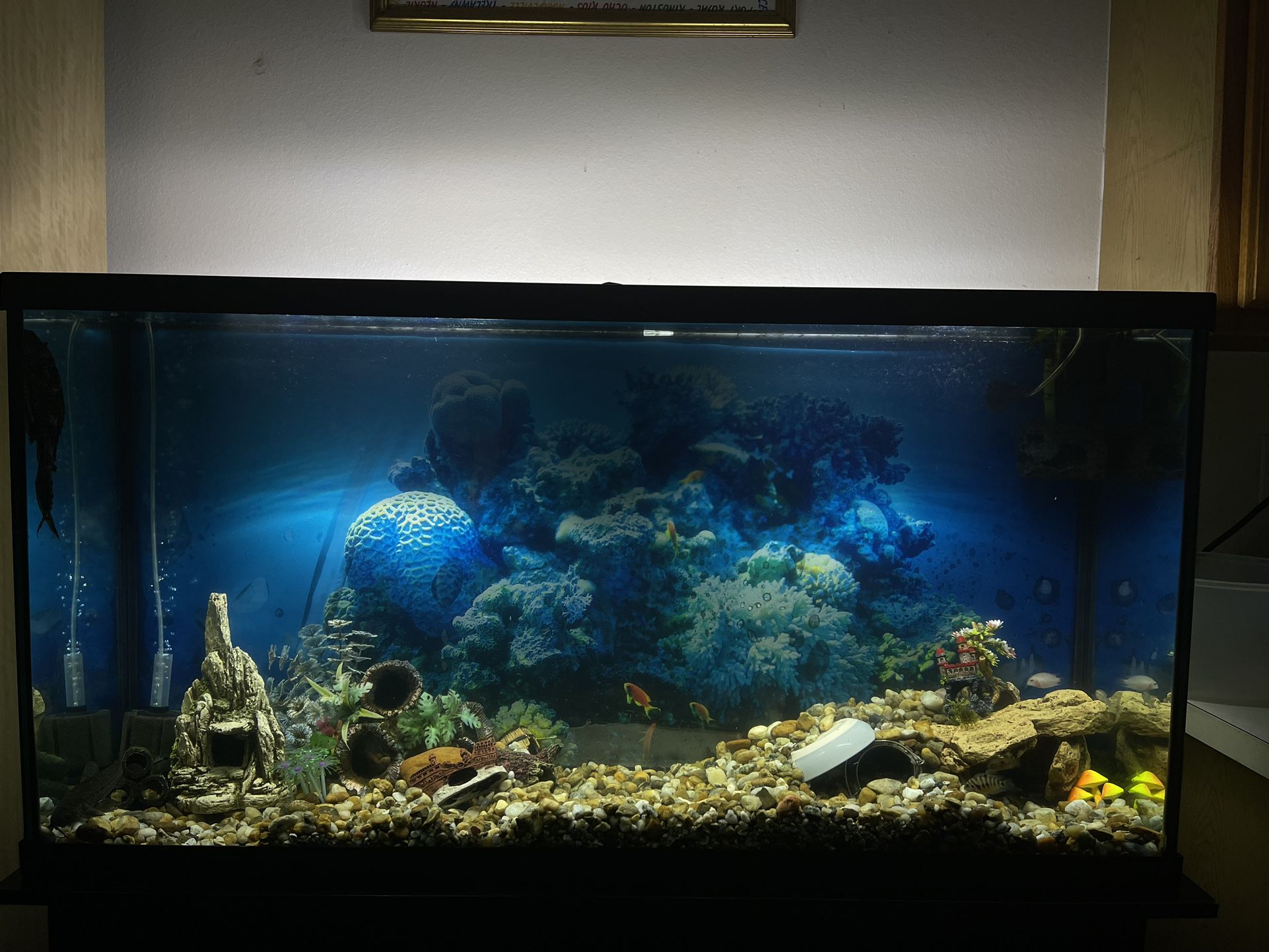 65 Gallon aquarium w/ stand + LED Lights