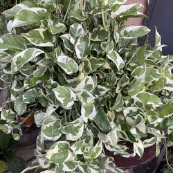 HERMOSAS PLANTAS NATURALES “POTHOS N’ JOY  PLANT