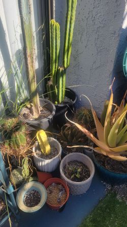Cacti