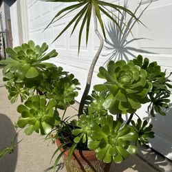 Potted Succulents Ceramic Pot 4feet Tall