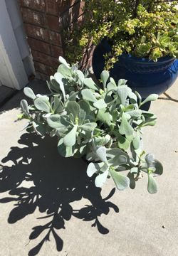 SUCCULENT