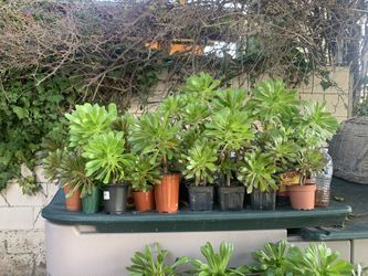 Succulents 