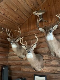 2A Deer and Elk Tool Set
