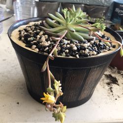 Succulents 