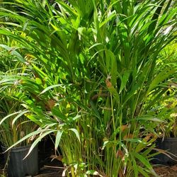 Arecas includes installation In 3 gallons and 3 feet tall