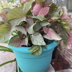 Real Ornamental Plant 