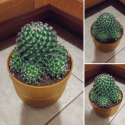 Cactus house plant