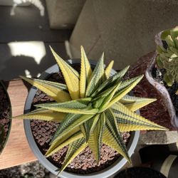 Very Big Spiral Haworthia Imported 