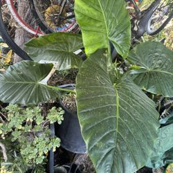 Big Elephant Ear Plant 15 Gallon Container 