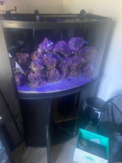 Fish tank
