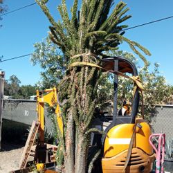Planta 