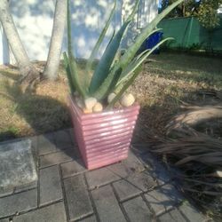 PRICE REDUCTION DUE TO RELOCATION ,NEW FIRE GLAZED TERRA COTTA PLANTER WITH ROCKS, SOIL AND ALOE PLANT, PLATER MADE BY "MAGESTIC FOUNTAINS" GREAT DEAL