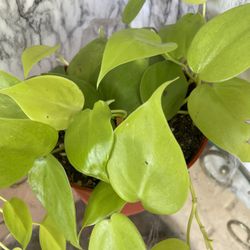 HERMOSAS PLANTAS NATURALES “NEON POTHOS PLANT 