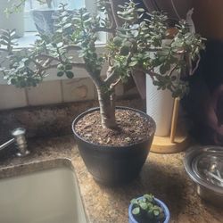 Bonsai Jade Plant Cutting