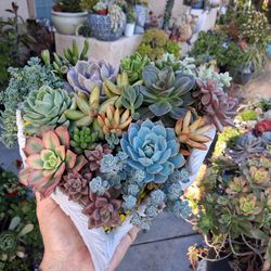 Succulent Arrangement $48