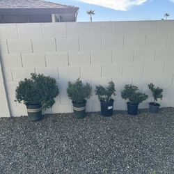 Mature Japanese Boxwoods
