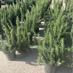 Rosemary’s Plants 1 gallon pot🪴🌾/ Romeros en galón $12.00 each 🪴🌾