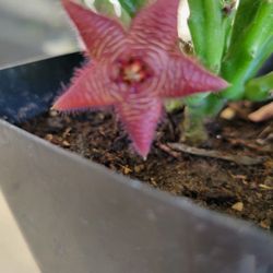 Stapelia Scitula, Purple Flower Starfish