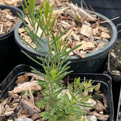 Acacia boormanii Live Plant 1-gallon Pot