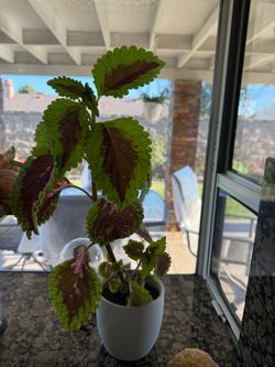 Live Coleus Plant in White Pot