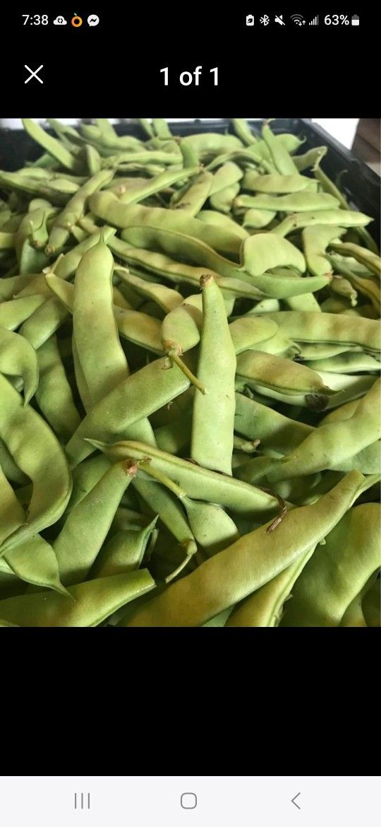 Fresh Picked Roma Italian Green Beans $3 A Pound