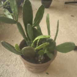 3 Cactus