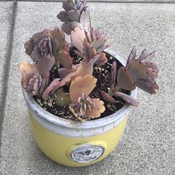 $7 Scallopped succulent