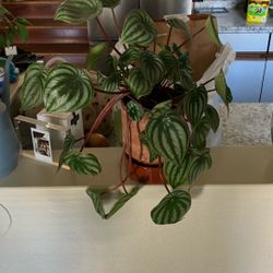 Watermelon Peperomia
