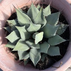 AGAVE CACTUS