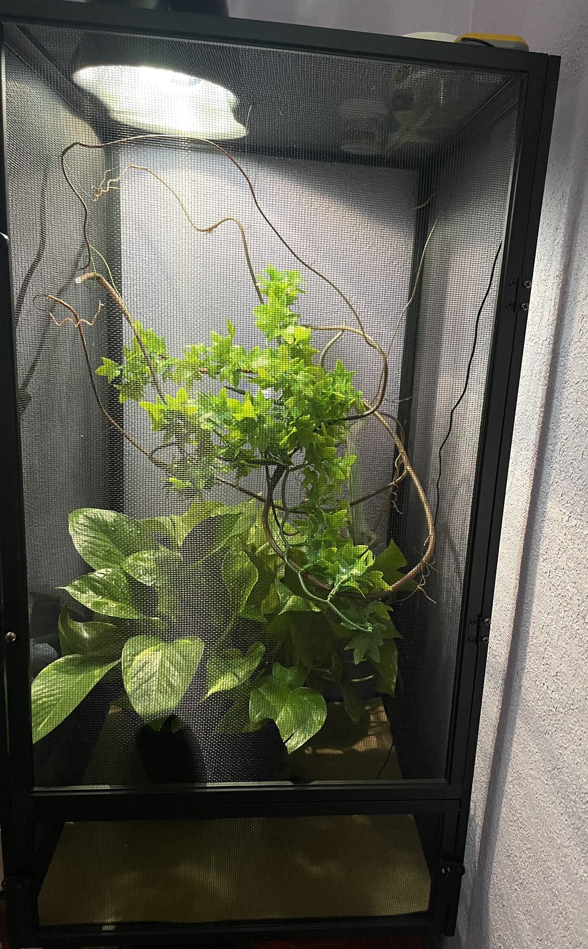 Chameleon