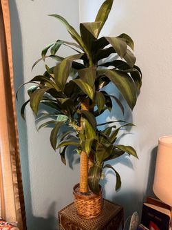 2 Artificial palm plants-3ft  $15 for both