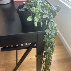 Mini Hanging Plants (3)