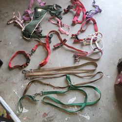 Dog Leashes, Collars.  Harnesses 