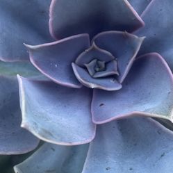 Succulents & Plants For Sale
