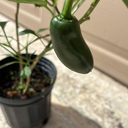 Hot Pepper 🌶️ Plant