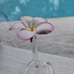 Plumeria White With A Hint Of Pink 