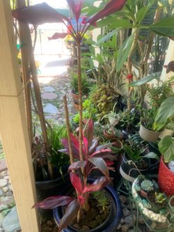 Variety of plants