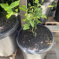 Lime Plant For Sale