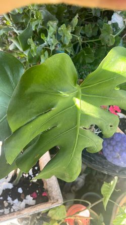 Planta costilla de Adán