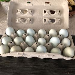 Organic Eggs