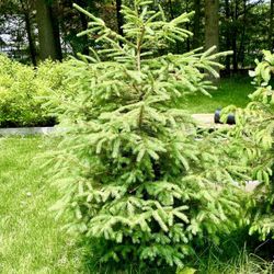 3 Norway and 1 Blue Spruce