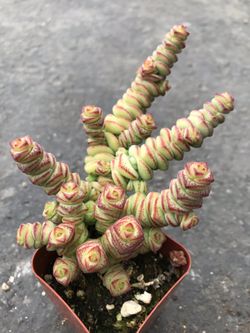 Succulents 4”