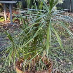 HEALTHY PLANT 3FT GROWN IN LARGE CLAY POT