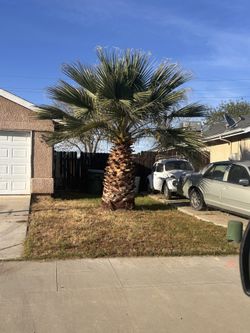 palm tree