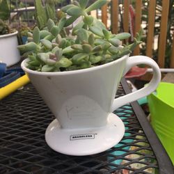 Mini Succulents 