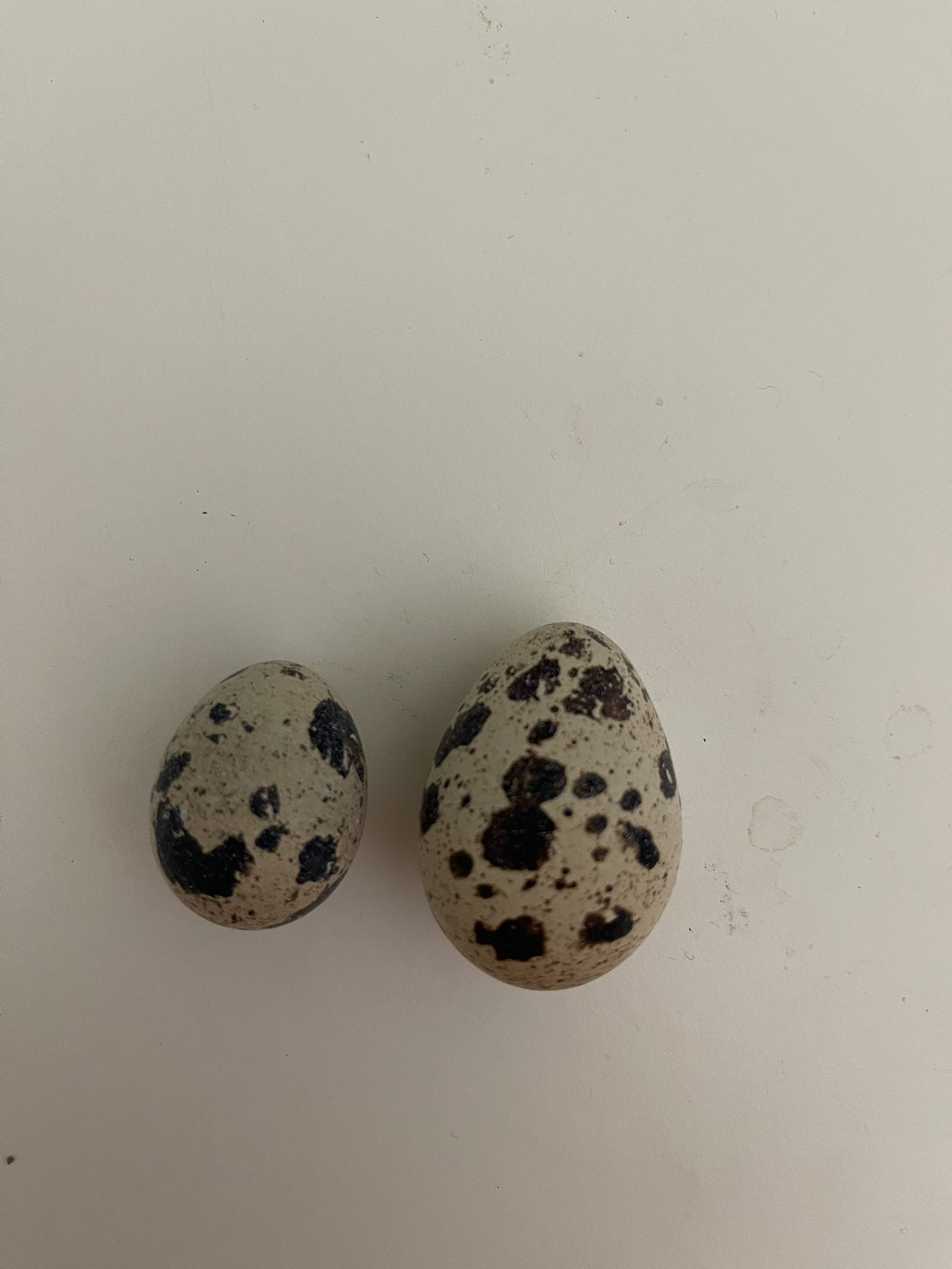 Quail Eggs