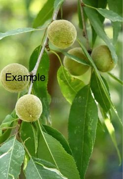 peach tree / $25 each/Arbol De Durazno