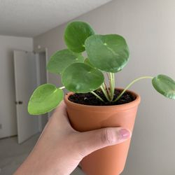 Healthy Bushy Chinese Money/pilea Plant With Pot