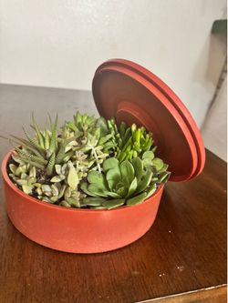 Mixed Succulents