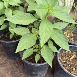Chiltepin Plans $10!Each